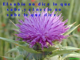 El sabio no dice lo que sabe,y el necio no sabe lo que dice.  Clemenfray 