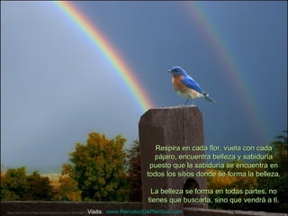 Respira en cada flor, vuela con cada
                                                                             pájaro, encuentra belleza y sabiduría
                                                                            puesto que la sabiduría se encuentra en
                                                                           todos los sitios donde se forma la belleza.

                                                                             La belleza se forma en todas partes, no
                                                                            tienes que buscarla, sino que vendrá a ti.
                                                       Visita: www.RenuevoDePlenitud.com
http://www.tom-phillips.info/images/cool.pics.35/image.3509.jpg
 