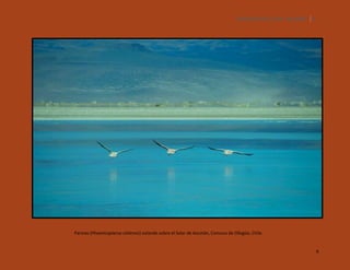 SILENCIOS DE EL LOA. OLLAGÜE. 9

Parinas (Phoenicopterus chilensis) volando sobre el Salar de Ascotán, Comuna de Ollagüe, Chile.

9

 