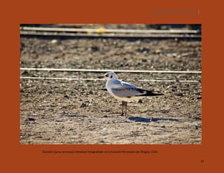 SILENCIOS DE EL LOA. OLLAGÜE. 57

Gaviotín (Larus serranus) inmaduro fotografiado en la Estación ferroviaria de Ollagüe, Chile.
57

 