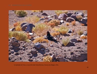 60

SILENCIOS DE EL LOA. OLLAGÜE.

Un ejemplar de Traro, un ave del orden Falconiformes, Comuna de Ollagüe, Chile.
60

 