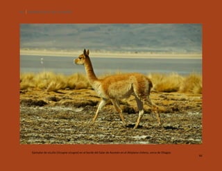 66

SILENCIOS DE EL LOA. OLLAGÜE.

Ejemplar de vicuña (Vicugna vicugna) en el borde del Salar de Ascotán en el Altiplano chileno, cerca de Ollagüe.

66

 