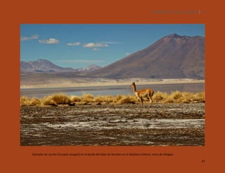 SILENCIOS DE EL LOA. OLLAGÜE. 67

Ejemplar de vicuña (Vicugna vicugna) en el borde del Salar de Ascotán en el Altiplano chileno, cerca de Ollagüe.
67

 