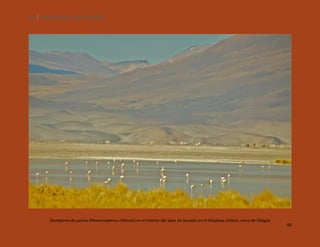 68

SILENCIOS DE EL LOA. OLLAGÜE.

Ejemplares de parina (Phoenicopterus chilensis) en el interior del Salar de Ascotán en el Altiplano chileno, cerca de Ollagüe.

68

 