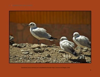 8

SILENCIOS DE EL LOA. OLLAGÜE.

Gaviotines (Larus serranus) en la localidad de Ascotán Viejo, Comuna de Ollagüe, Chile
8

 