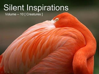 Silent Inspirations Volume – 10 [ Creatures ] 