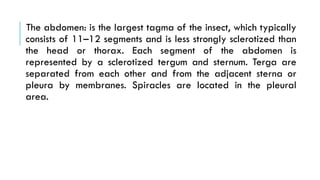 Terga Insects Silent features of insects.pptxhfhjjgghj | PPTX