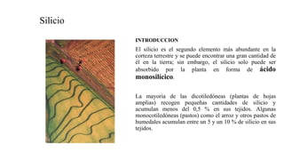 Silicio
INTRODUCCION
El silicio es el segundo elemento más abundante en la
corteza terrestre y se puede encontrar una gran cantidad de
él en la tierra; sin embargo, el silicio solo puede ser
absorbido por la planta en forma de ácido
monosilícico.
La mayoría de las dicotiledóneas (plantas de hojas
amplias) recogen pequeñas cantidades de silicio y
acumulan menos del 0,5 % en sus tejidos. Algunas
monocotiledóneas (pastos) como el arroz y otros pastos de
humedales acumulan entre un 5 y un 10 % de silicio en sus
tejidos.
 