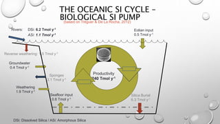 Silicon cycle ppt PPT