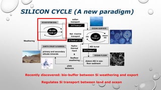 Silicon cycle ppt PPT