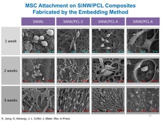 MSC Attachment on SiNW/PCL Composites
                      Fabricated by the Embedding Method
                           SiNWs                      SiNW/PCL-2   SiNW/PCL-4   SiNW/PCL-6



  1 week




  2 weeks




  3 weeks


                                                                                       13
K. Jiang, G. Akkaraju, J. L. Coffer, J. Mater. Res. In Press.
 