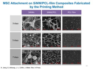 MSC Attachment on SiNW/PCL-film Composites Fabricated
                   by the Printing Method
                                          SiNWs                 SiNW/PCL   PCL Film



                 3 days




                 5 days




                 7 days


                                                                                      14
K. Jiang, G. Akkaraju, J. L. Coffer, J. Mater. Res. In Press.
 