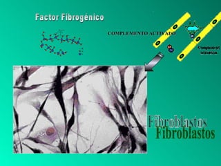 Factor Fibrogénico COMPLEMENTO ACTIVADO Fibroblastos 