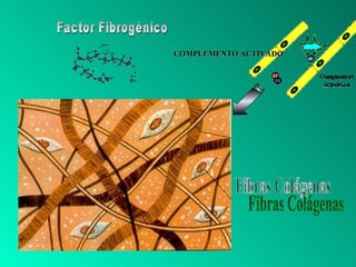 Factor Fibrogénico COMPLEMENTO ACTIVADO Fibras Colágenas 