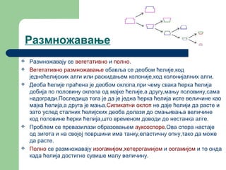 Silikatne alge | PPT
