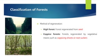Coppice Method Roots siliviculture.pptx