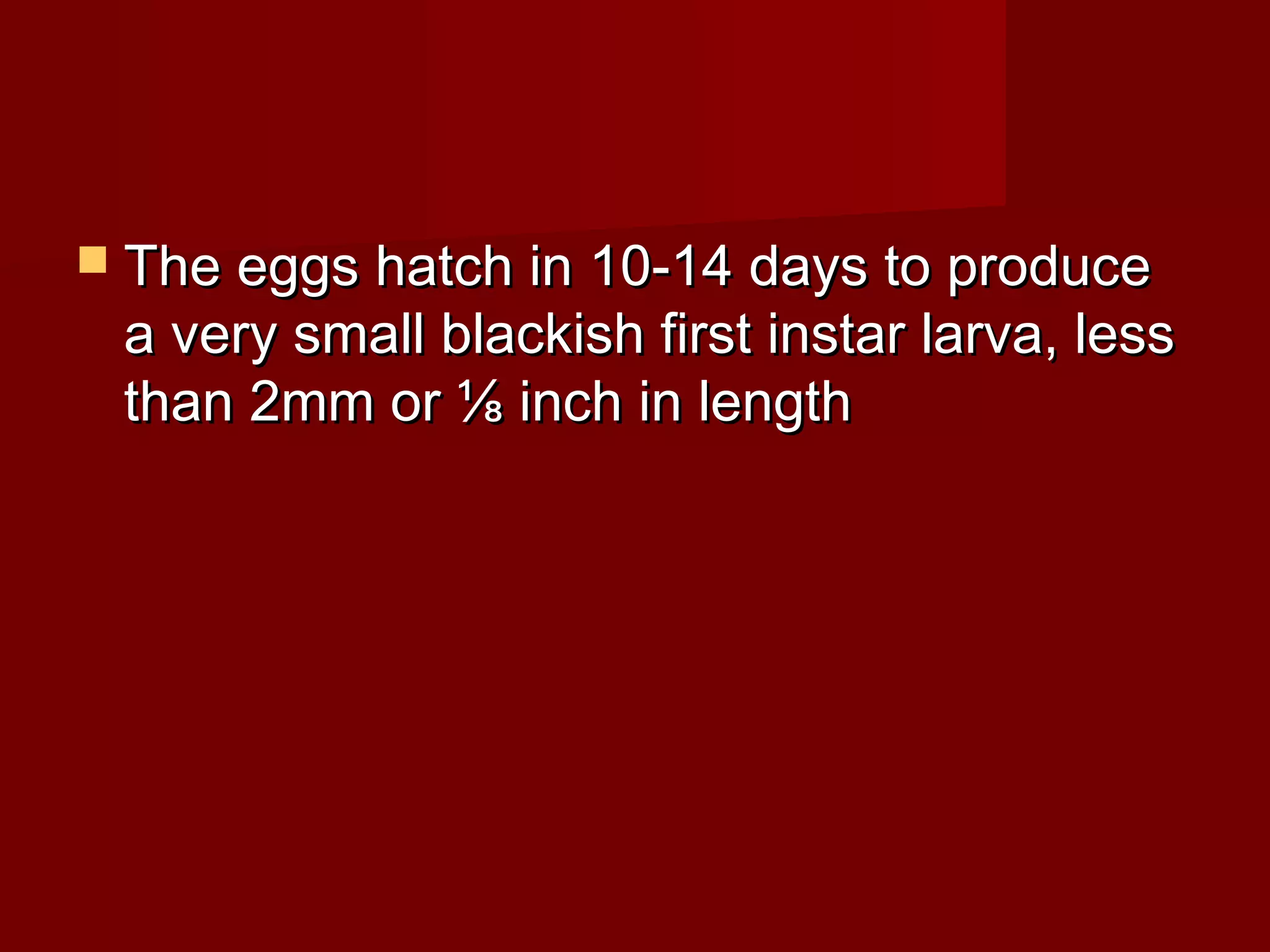  The eggs hatch in 10-14 days to produce

a very small blackish first instar larva, less
than 2mm or ⅛ inch in length

 