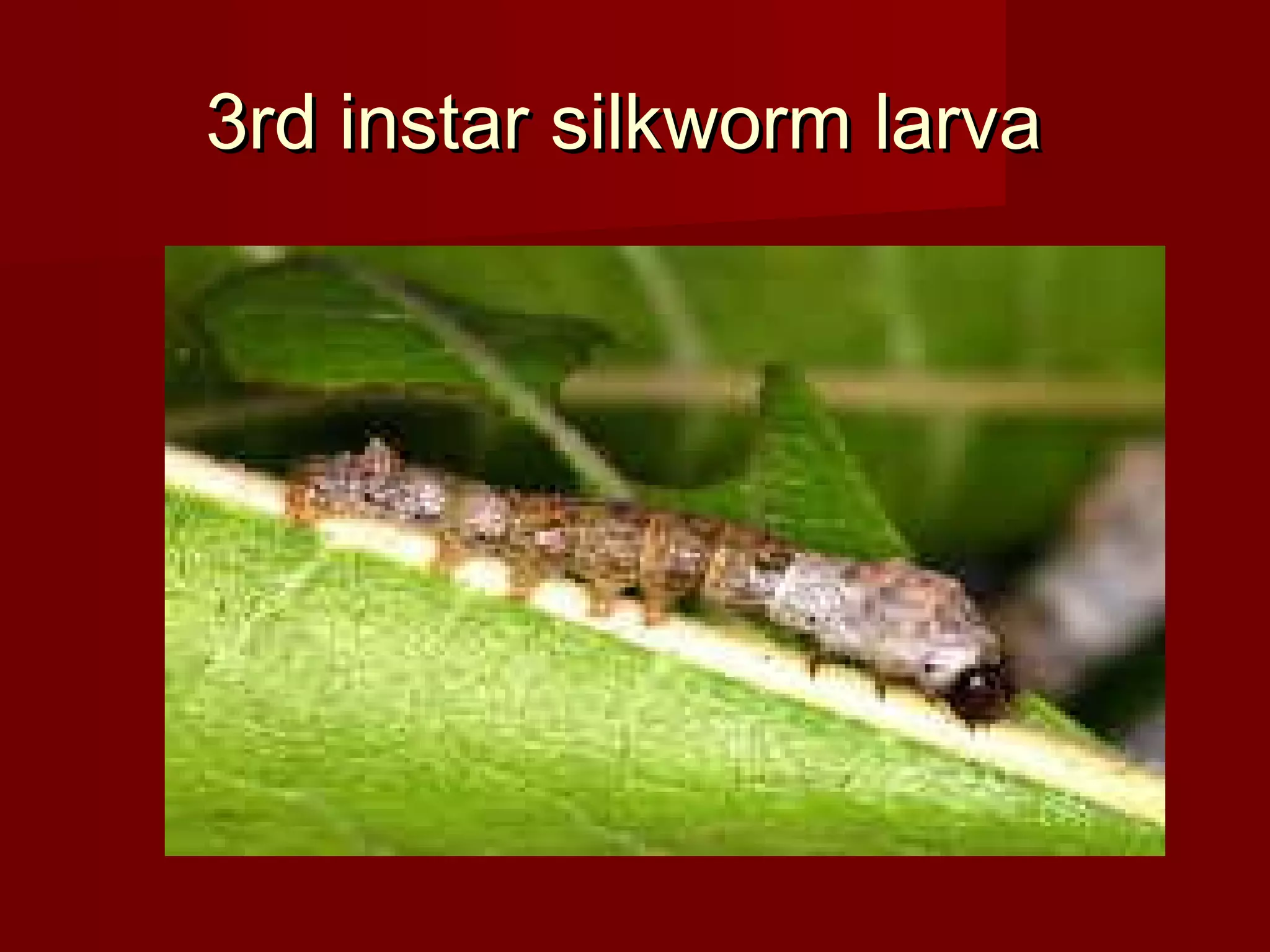 3rd instar silkworm larva

 