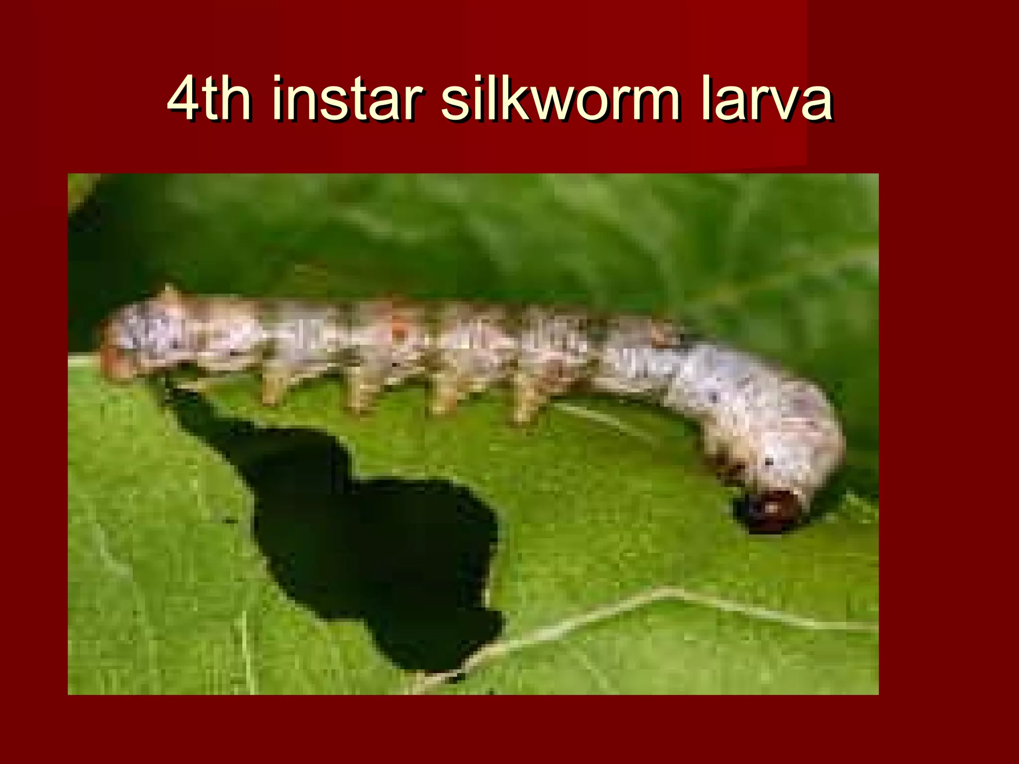 4th instar silkworm larva

 