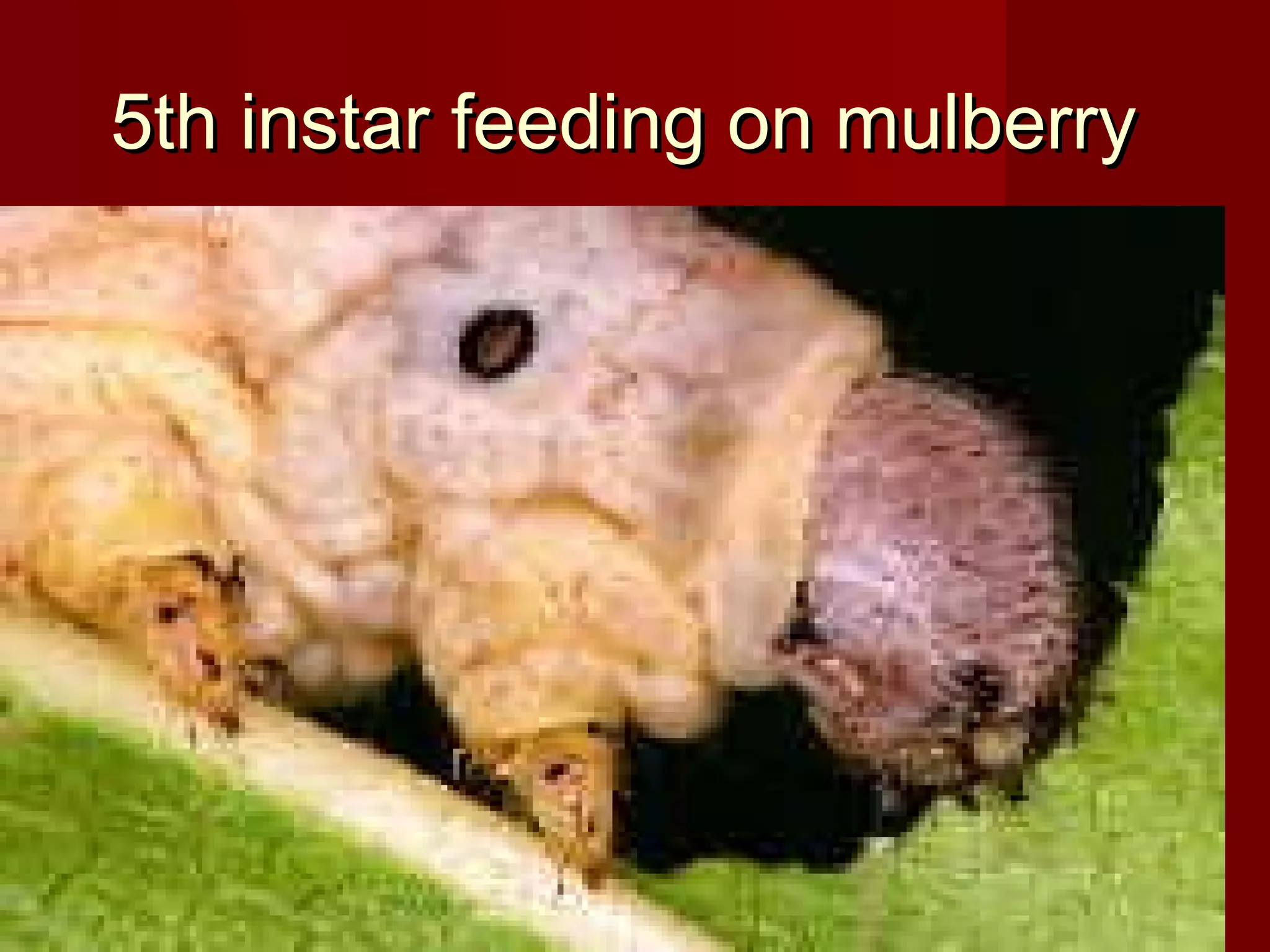 5th instar feeding on mulberry

 