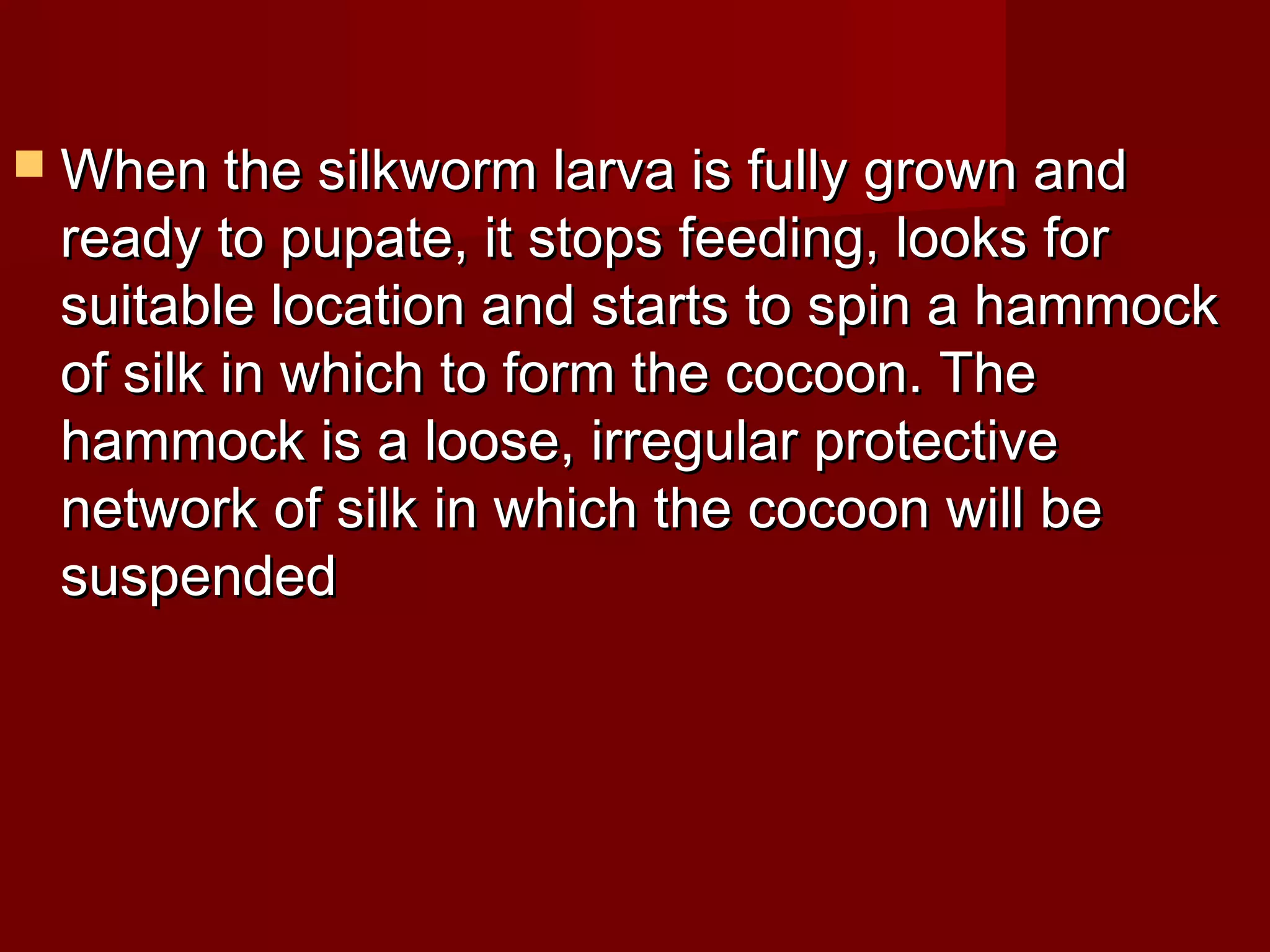  When the silkworm larva is fully grown and

ready to pupate, it stops feeding, looks for
suitable location and starts to spin a hammock
of silk in which to form the cocoon. The
hammock is a loose, irregular protective
network of silk in which the cocoon will be
suspended

 