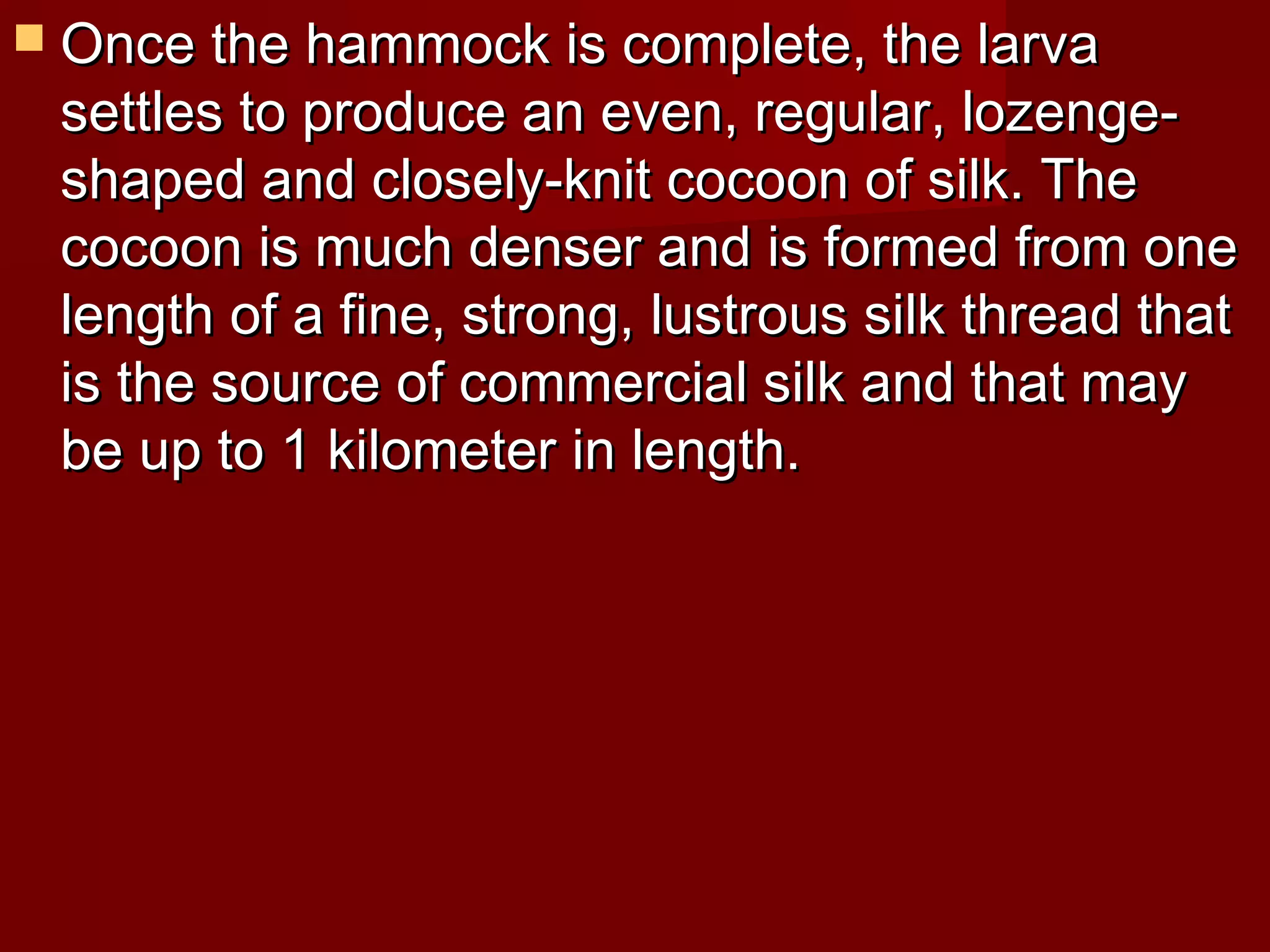  Once the hammock is complete, the larva

settles to produce an even, regular, lozengeshaped and closely-knit cocoon of silk. The
cocoon is much denser and is formed from one
length of a fine, strong, lustrous silk thread that
is the source of commercial silk and that may
be up to 1 kilometer in length.

 
