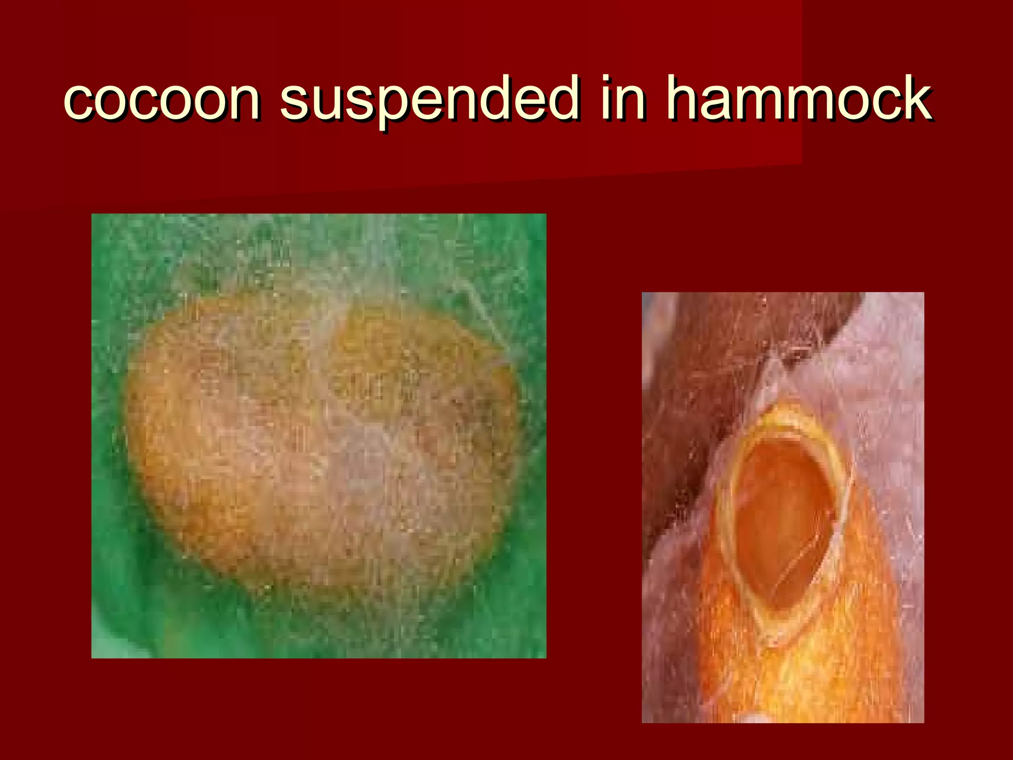 cocoon suspended in hammock

 