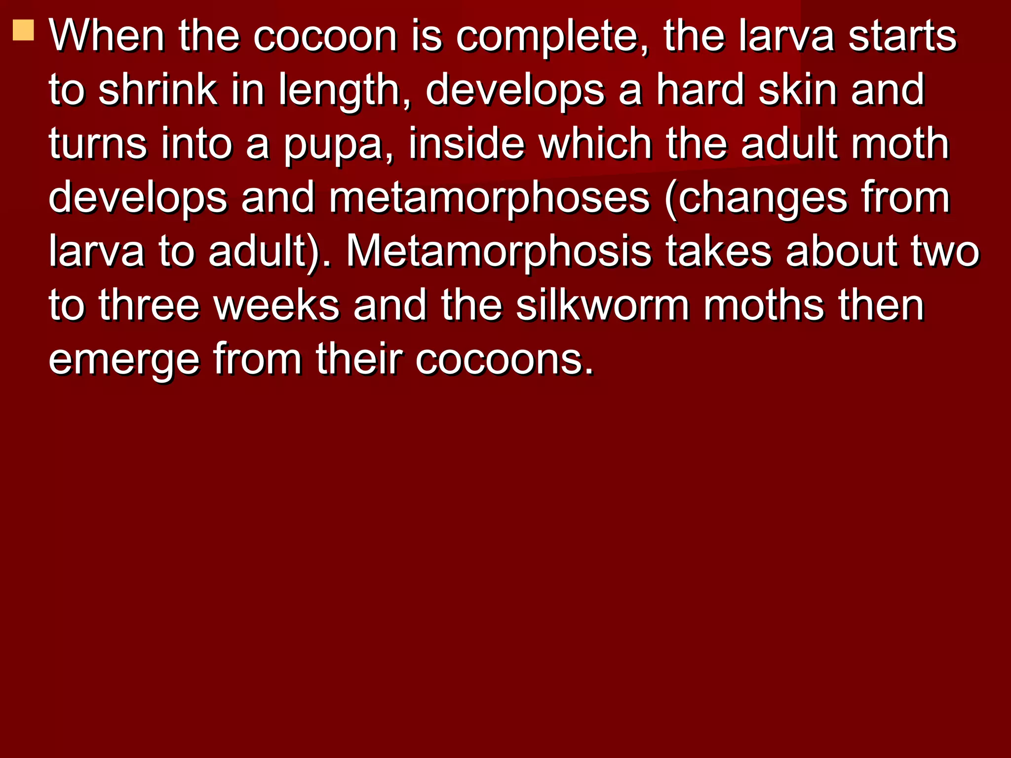  When the cocoon is complete, the larva starts

to shrink in length, develops a hard skin and
turns into a pupa, inside which the adult moth
develops and metamorphoses (changes from
larva to adult). Metamorphosis takes about two
to three weeks and the silkworm moths then
emerge from their cocoons.

 