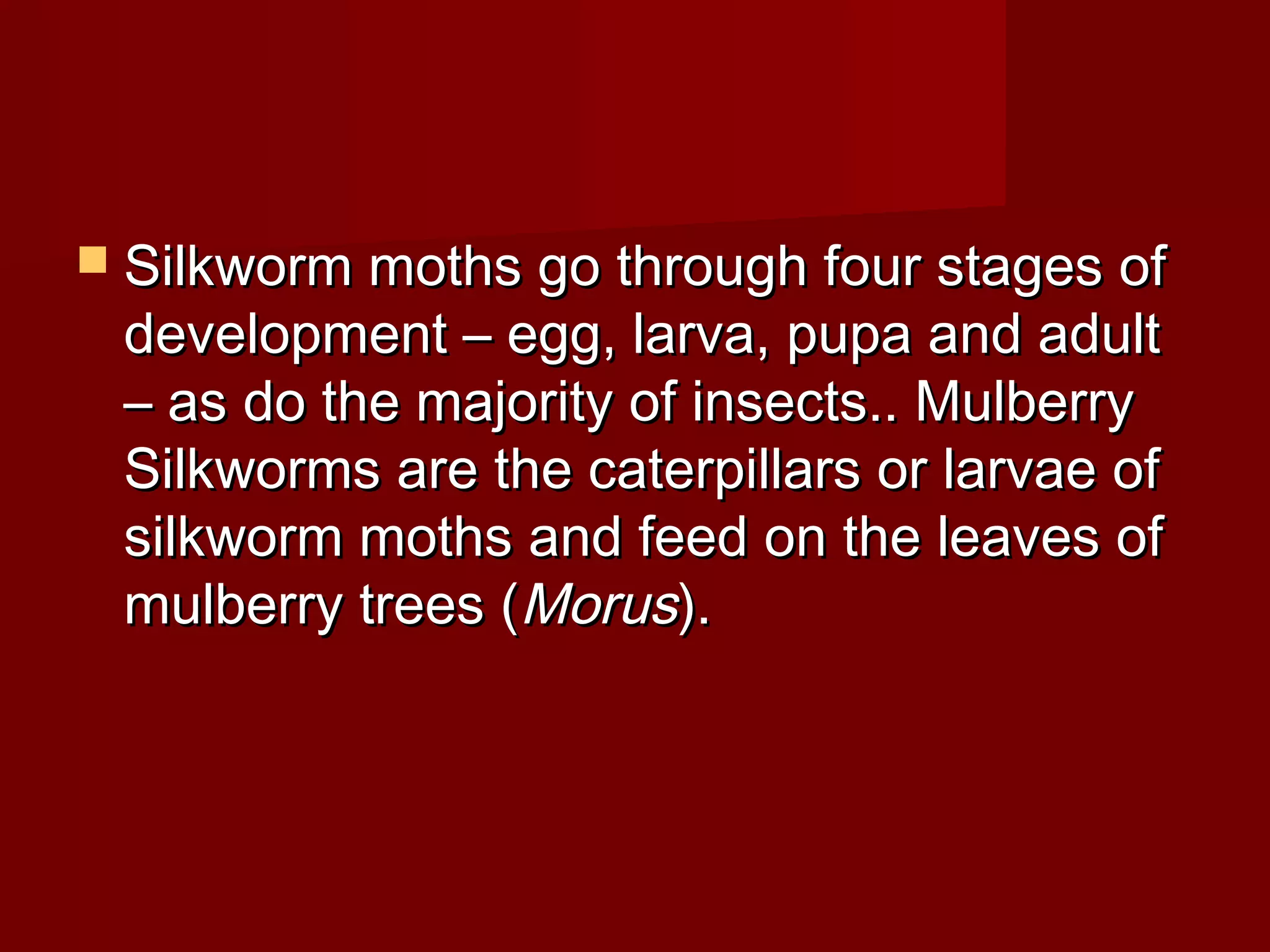  Silkworm moths go through four stages of

development – egg, larva, pupa and adult
– as do the majority of insects.. Mulberry
Silkworms are the caterpillars or larvae of
silkworm moths and feed on the leaves of
mulberry trees (Morus).

 