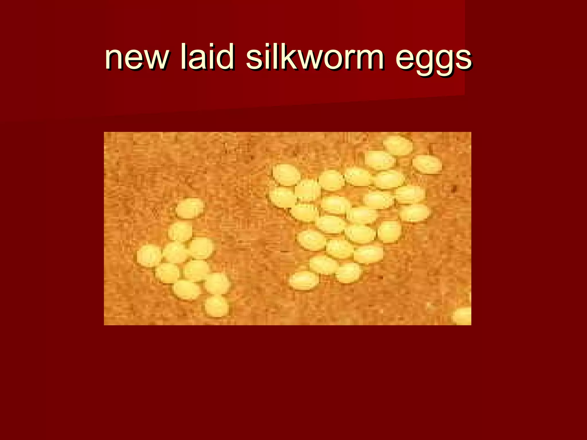 new laid silkworm eggs

 