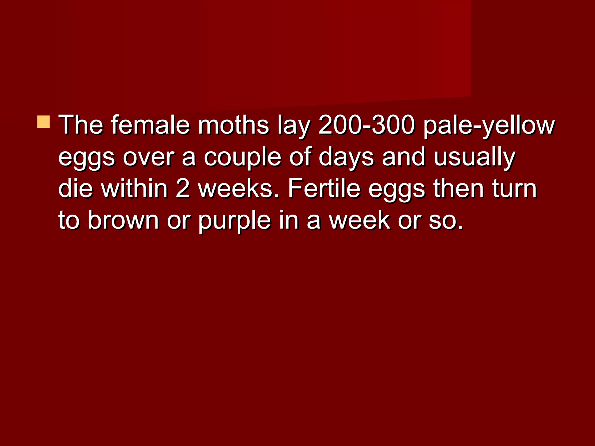  The female moths lay 200-300 pale-yellow

eggs over a couple of days and usually
die within 2 weeks. Fertile eggs then turn
to brown or purple in a week or so.

 