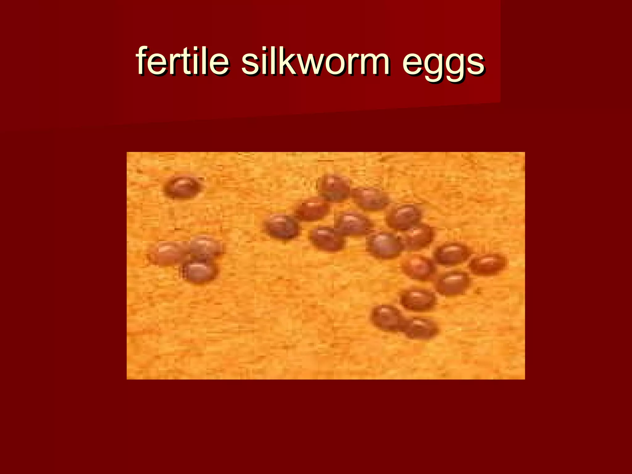 fertile silkworm eggs

 