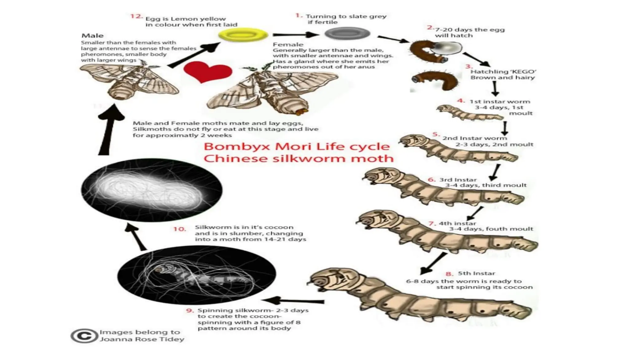 Life Cycle Of A Moth Diagram