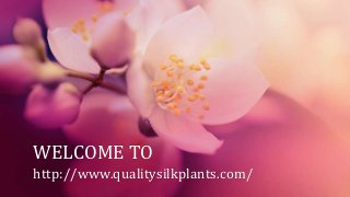 WELCOME TO
http://www.qualitysilkplants.com/
 