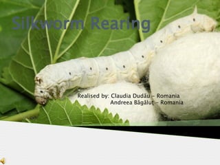 Silkworm Rearing
Realised by: Claudia Dudău - Romania
Andreea Băgăluţ - Romania
 