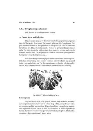 SILKWORM DISEASES 99
6.4.2. Cytoplasmic polyhedrosis
This disease is found in summer season.
A. Causal Agent and Infection
The disease is caused by Smithia virus belonging to the sub group
type I of the family Reoviridae. The virus is spherical, 60-7 mm in size. The
polyhedra are formed in the cytoplasm of the cylindrical cells of silkworm
larval mid gut. The polyhedra are also formed in goblet and regenerative
cells. The infection in the midgut starts from posterior portion and extends
towards anterior end. The polyhedra re 1-10 m in size, usually tetragonal or
hexagonal but rarely trigon in shape.
Infection takes place through polyhedra contaminated mulberry leaf.
Infection in the rearing trays is more common since polyhedra are released
in the excreta of silkworms. The disease outbreaks by feeding inferior quality
of leaf, high temperature and fluctuation in temperature and humidity.
B. Symptoms
Infected larvae show slow growth, stunted body, reduced mulberry
consumption and look dull white in colour (Fig. 6.13)., unequal size worms
are common and the worms show delayed moulting. Larvae loose appetite
and lag behind normal larvae in their development. In infected grown-up
larvae, the thorax becomes transparent and the body atrophies. The head is
sometimes disproportionately large. when
Fig. 6.14. CPV Affected midgut of larva
 