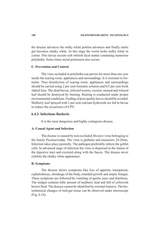 100 SILKWORM REARING TECHNOLOGY
the disease advances the milky white portion advances and finally entire
gut becomes chalky white. At this stage the worm looks milky white in
colour. This larvae excrete soft whitish fecal matter containing numerous
polyhedra. Some times rectal protrusion also occurs.
C. Prevention and Control
The virus occluded in polyhedra can persist for more than one year
inside the rearing room, appliances and surroundings. It is resistant to for-
malin. Thus disinfection of rearing room, appliances and surroundings
should be carried using 2 per cent formalin solution and 0.5 per cent fresh
slaked lime. The dead larvae, infected worms, excreta, unused and refused
leaf should be destroyed by burning. Rearing is conducted under proper
environmental conditions. Feeding of poor quality leaves should be avoided.
Mulberry leaf sprayed with 1 per cent calcium hydroxide are fed to larvae
to reduce the occurrence of CPV.
6.4.3. Infectious flacherie
It is the most dangerous and highly contagious disease.
A. Causal Agent and Infection
The disease is caused by non-occluded Morator virus belonging to
the family Picornaviridae. The virus is globular and measurers 24-28nm.
Infection takes place perorally. The pathogen preferably infects the goblet
cells. In advanced stage of infection the virus is dispersed in the lumen of
the digestive tract and excreted along with the faeces. The disease never
exhibits the chalky white appearance.
B. Symptoms
The disease shows symptoms like loss of appetite, transparent,
cephalothorax, shrinkage of the body, retarded growth and empty foregut.
These symptoms are followed by vomiting of gastric juice and diarrhoea.
The midgut contains little amount of mulberry lead and full of yellowish
brown fluid. The disease cannot be identified by external features. The his-
tochemical changes of mid-gut tissue can be observed under microscope
(Fig. 6.14).
 