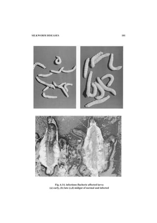 SILKWORM DISEASES 101
Fig. 6.14. infections flacherie affected larva
(a) early, (b) late (c,d) midgut of normal and infected
 