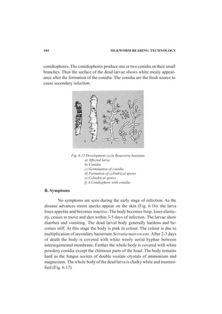 104 SILKWORM REARING TECHNOLOGY
conidiophores. The conidiophores produce one or two conidia on their small
branches. Thus the surface of the dead larvae shows white mealy appear-
ance after the formation of the conidia. The conidia are the fresh source to
cause secondary infection.
Fig. 6.15 Development cycle Beauveria bassiana
a) Affected larva
b) Conidia
c) Germination of conidia
d) Formation of cylindrical spores
e) Cylindrical spores
f) A Condiophore with conidia
B. Symptoms
No symptoms are seen during the early stage of infection. As the
disease advances moist specks appear on the skin (Fig. 6.16). the larva
loses appetite and becomes inactive. The body becomes limp, loses elastic-
ity, ceases to move and dies within 3-5 days of infection. The larvae show
diarrhea and vomiting. The dead larval body generally hardens and be-
comes stiff. At this stage the body is pink in colour. The colour is due to
multiplication of secondary bacterium Serratia marcescens.After 2-3 days
of death the body is covered with white wooly aerial hyphae between
intersegemental membrane. Further the whole body is covered with white
powdery conidia except the chitinous parts of the head. The body remains
hard as the fungus secrets of double oxalate crystals of ammonium and
magnesium. The whole body of the dead larva is chalky white and mummi-
fied (Fig. 6.17).
 