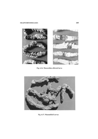 SILKWORM DISEASES 105
Fig. 6.16. Muscardine affected larva
Fig. 6.17. Mummified Larvae
 