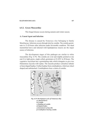 SILKWORM DISEASES 107
Fig. 6.19. Development cycle of Nomuraca riley
a) Attacked larva
b) Conidia
c) Budding of conidia
d) Hyphal bodies
e)Anastomosis of mycelia
f) Condiophore bearing conidia
6.5.2. Green Muscardine
This fungal disease occurs during autumn and winter season.
A. Causal Agent and Infection
The disease is caused by Nomuraea riley belonging to family
Moniliaceae. Infection occurs through skin by conidia. The conidia germi-
nate in 15-20 hours after infection under favourable condition. The dead
mummified larva and infected wild lepidopterous insects are the major
source of infection.
The development stages of this pathogen are similar to white
muscardine (Fig. 6.19). The conidia are oval and slightly pointed at one
end. It is light green, single celled, germinate at 22-240
C in 20 hours. The
vegetative mycelium has a germinating tube which elongates to give rise
filamentous mycelia with septae. The mucelia produce colourless tubular
or bean shaped hyphae. Further hyphae from conidiophores, which are wheel
shaped and unbranched. Conidiophores bear a chain of conidia.
 