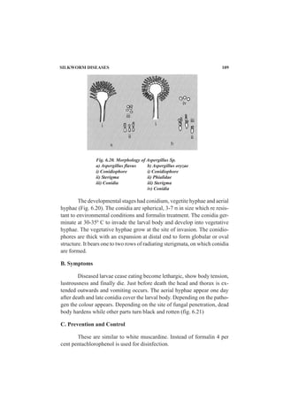 SILKWORM DISEASES 109
Fig. 6.20. Morphology of Aspergillus Sp.
a) Aspergillus flavus b) Aspergillus oryzae
i) Conidiophore i) Conidiophore
ii) Sterigma ii) Phialidae
iii) Conidia iii) Sterigma
iv) Conidia
The developmental stages had conidium, vegetite hyphae and aerial
hyphae (Fig. 6.20). The conidia are spherical, 3-7 m in size which re resis-
tant to environmental conditions and formalin treatment. The conidia ger-
minate at 30-350
C to invade the larval body and develop into vegetative
hyphae. The vegetative hyphae grow at the site of invasion. The conidio-
phores are thick with an expansion at distal end to form globular or oval
structure. It bears one to two rows of radiating sterigmata, on which conidia
are formed.
B. Symptoms
Diseased larvae cease eating become lethargic, show body tension,
lustrousness and finally die. Just before death the head and thorax is ex-
tended outwards and vomiting occurs. The aerial hyphae appear one day
after death and late conidia cover the larval body. Depending on the patho-
gen the colour appears. Depending on the site of fungal penetration, dead
body hardens while other parts turn black and rotten (fig. 6.21)
C. Prevention and Control
These are similar to white muscardine. Instead of formalin 4 per
cent pentachlorophenol is used for disinfection.
 
