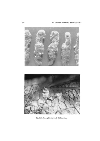 110 SILKWORM REARING TECHNOLOGY
Fig. 6.21. Aspergillus (a) early (b) late stage
 