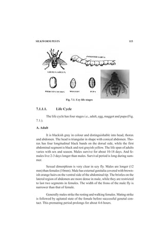 SILKWORM PESTS 115
7.1.1.1. Life Cycle
The life cycle has four stages i.e., adult, egg, maggot and pupa (Fig.
7.1.).
A. Adult
It is blackish gray in colour and distinguishable into head, thorax
and abdomen. The head is triangular in shape with conical abdomen. Tho-
rax has four longitudinal black bands on the dorsal side, while the first
abdominal segment is black and rest grayish yellow. The life span of adults
varies with sex and season. Males survive for about 10-18 days. And fe-
males live 2-3 days longer than males. Survival period is long during sum-
mer.
Sexual dimorphism is very clear in uzy fly. Males are longer (12
mm) than females (10mm). Male has external genitalia covered with brown-
ish orange hairs on the ventral side of the abdominal tip. The bristles on the
lateral region of abdomen are more dense in male, while they are restricted
to last two segments in females. The width of the frons of the male fly is
narrower than that of female.
Generally males strike the resting and walking females. Mating strike
is followed by agitated state of the female before successful genetal con-
tact. This premating period prolongs for about 4-6 hours.
Fig. 7.1. Uzy life stages
 
