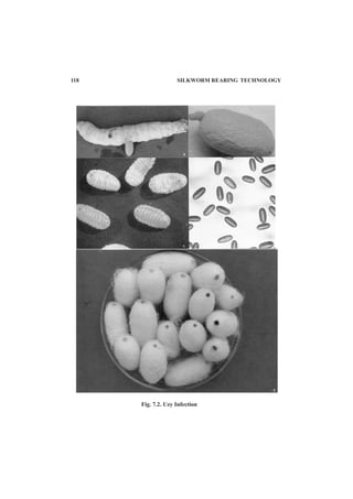 118 SILKWORM REARING TECHNOLOGY
Fig. 7.2. Uzy Infection
 