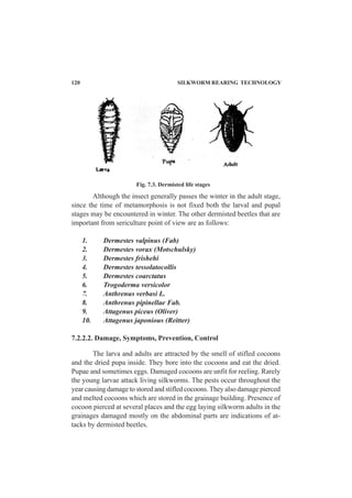 Although the insect generally passes the winter in the adult stage,
since the time of metamorphosis is not fixed both the larval and pupal
stages may be encountered in winter. The other dermisted beetles that are
important from sericulture point of view are as follows:
1. Dermestes valpinus (Fab)
2. Dermestes vorax (Motschulsky)
3. Dermestes frishehi
4. Dermestes tessolatocollis
5. Dermestes coarctatus
6. Trogoderma versicolor
7. Anthrenus verbasi L.
8. Anthrenus pipinellae Fab.
9. Attagenus piceus (Oliver)
10. Attagenus japonious (Reitter)
7.2.2.2. Damage, Symptoms, Prevention, Control
The larva and adults are attracted by the smell of stifled cocoons
and the dried pupa inside. They bore into the cocoons and eat the dried.
Pupae and sometimes eggs. Damaged cocoons are unfit for reeling. Rarely
the young larvae attack living silkworms. The pests occur throughout the
year causing damage to stored and stifled cocoons.They also damage pierced
and melted cocoons which are stored in the grainage building. Presence of
cocoon pierced at several places and the egg laying silkworm adults in the
grainages damaged mostly on the abdominal parts are indications of at-
tacks by dermisted beetles.
Fig. 7.3. Dermisted life stages
120 SILKWORM REARING TECHNOLOGY
 