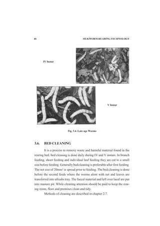 Fig. 3.4. Late age Worms
V Instar
IV Instar
3.6. BED CLEANING
It is a process to remove waste and harmful material found in the
rearing bed. bed cleaning is done daily during IV and V instars. In branch
feeding, shoot feeding and individual leaf feeding they are cut to a small
size before feeding. Generally bed cleaning is preferable after first feeding.
The net size of 20mm2
is spread prior to feeding. The bed cleaning is done
before the second feeds where the worms alont with net and leaves are
transferred into afreahs tray. The faecal material and left over laeaf are put
into manure pit. While cleaning attention should be paid to keep the rear-
ing room, floor and premises clean and tidy.
Methods of cleaning are described in chapter 2.7.
46 SILKWORM REARING TECHNOLOGY
 