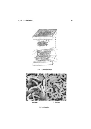 Fig. 3.5. Bed Cleaning
Fig. 3.6. Spacing
LATE AGE REARING 47
 