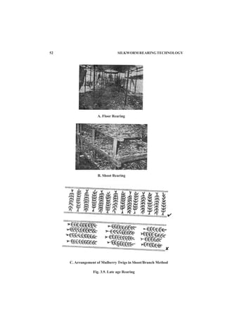 C. Arrangement of Mulberry Twigs in Shoot/Branch Method
A. Floor Rearing
B. Shoot Rearing
Fig. 3.9. Late age Rearing
52 SILKWORM REARING TECHNOLOGY
 