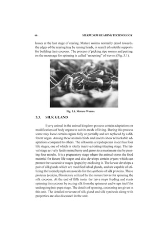 66 SILKWORM REARING TECHNOLOGY
losses at the last stage of rearing. Mature worms normally crawl towards
the edges of the rearing tray by raising heads, in search of suitable supports
for building their cocoons. The process of picking ripe worms and putting
on the mountage for spinning is called “mounting” of worms (Fig. 5.1).
Fig. 5.1. Mature Worms
5.3. SILK GLAND
Every animal in the animal kingdom possess certain adaptations or
modifications of body organs to suit its mode of living. During this process
some may loose certain organs fully or partially and are replaced by a dif-
ferent organ. Among these animals birds and insects show remarkable ad-
aptations compared to others. The silkworm a lepidopteran insect has four
life stages, one of which is totally inactive/resting/sleeping stage. The lar-
val stage actively feeds on mulberry and grows to a maximum size by pass-
ing four moults. It is a preparatory stage where the animal stores the food
material for future life stages and also develops certain organs which can
protect the successive stages (pupa) by enclosing it. The larvae develops a
pair of silkglands which are modified labial glands, and are capable of uti-
lizing the haemolymph aminoacids for the synthesis of silk proteins. These
proteins (sericin, fibroin) are utilized by the mature larvae for spinning the
silk cocoons. At the end of fifth instar the larva stops feeding and starts
spinning the cocoons by oozing silk from the spinneret and wraps itself for
undergoing into pupa stage. The details of spinning, cocooning are given in
this unit. The detailed structure of silk gland and silk synthesis along with
properties are also discussed in the unit.
 